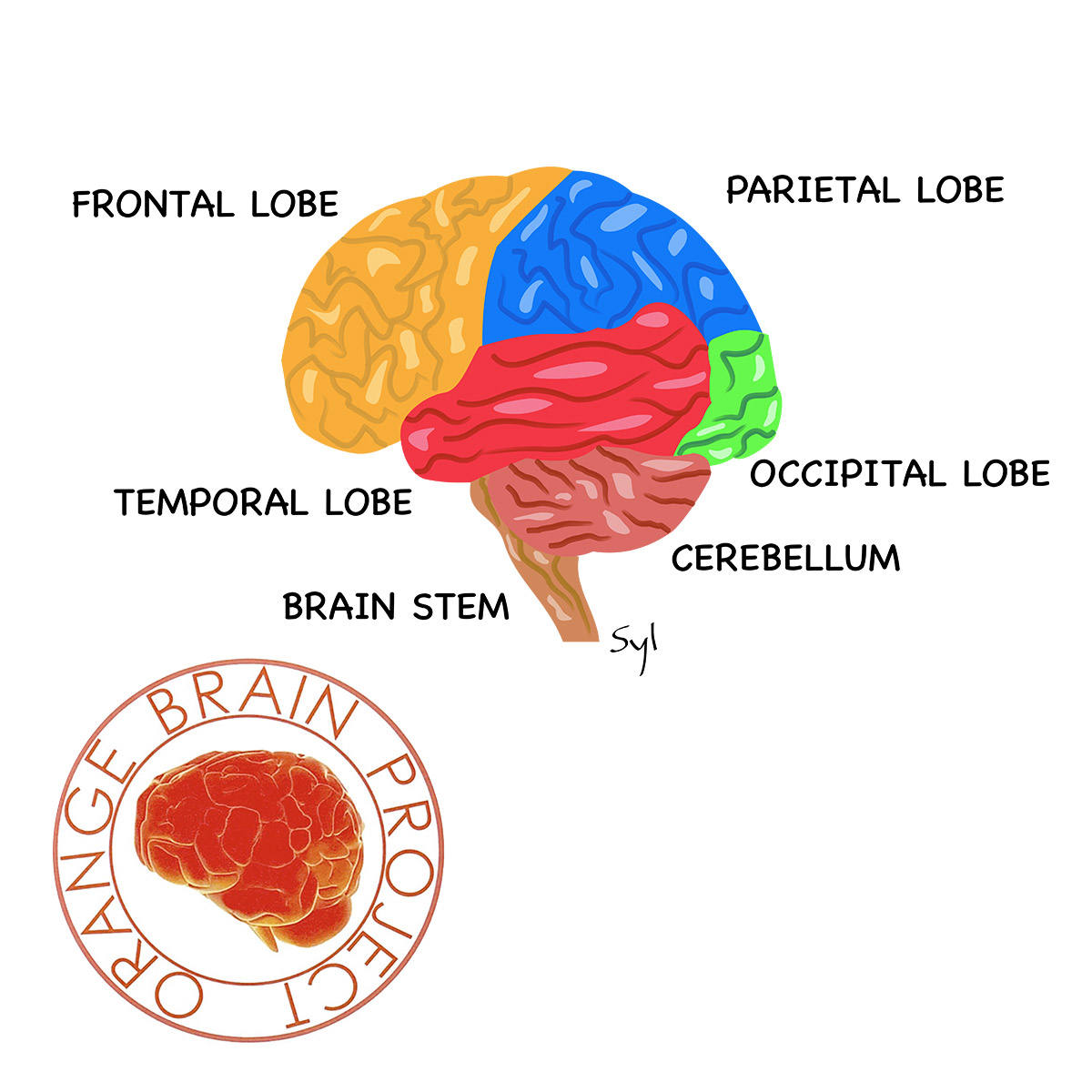 Episode 3: Anatomy of the Brain